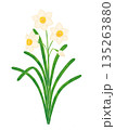 シンプルな水仙の花 135263880