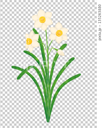 簡單的水仙花 簡單的水仙花 135263880
