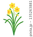 シンプルな水仙の花 135263881