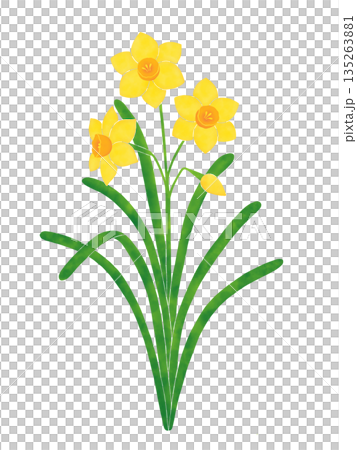 簡單的水仙花 135263881