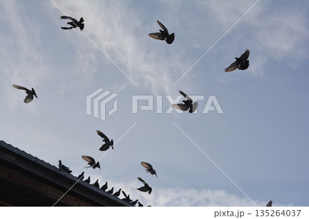 羽ばたく鳩の群れ 羽ばたく鳩の群れ 135264037