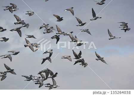 羽ばたく鳩の群れ 135264038