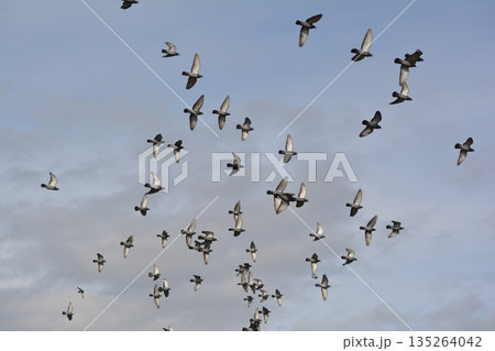 羽ばたく鳩の群れ 羽ばたく鳩の群れ 135264042