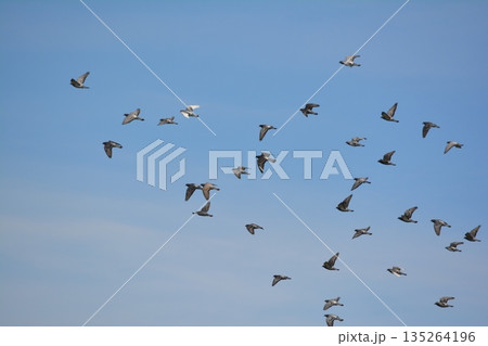 羽ばたく鳩の群れ 135264196