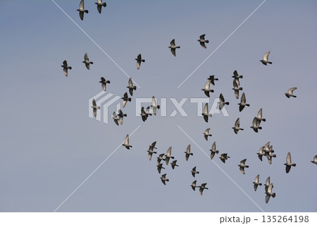 羽ばたく鳩の群れ 羽ばたく鳩の群れ 135264198