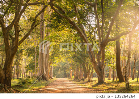 Sunlit forest path with tall trees and warm soft golden hour light, creating a peaceful woodland scene for nature travel, wellness, hiking, relaxation and eco background with copy space. Sunlit forest path with tall trees and warm soft golden hour light, creating a peaceful woodland scene for nature travel, wellness, hiking, relaxation and eco background with copy space. 135264264