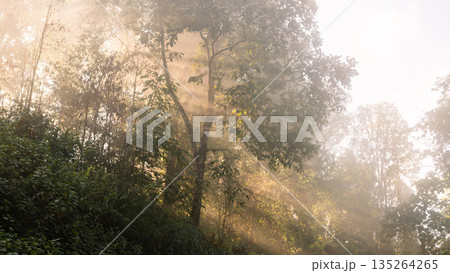 Golden sun rays stream through misty forest on a hillside, illuminating lush green trees and morning fog. Atmospheric woodland background with copy space for eco travel, wellness, meditation. Golden sun rays stream through misty forest on a hillside, illuminating lush green trees and morning fog. Atmospheric woodland background with copy space for eco travel, wellness, meditation. 135264265