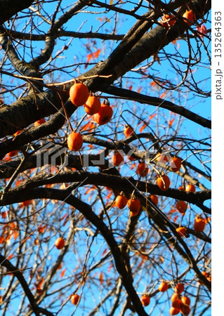 筑波山の柿 筑波山の柿 135264363
