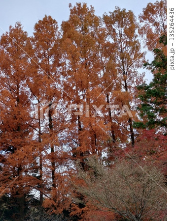 整然と並んだ紅葉の大木 135264436