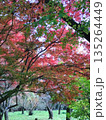 赤と緑のモミジ 135264449