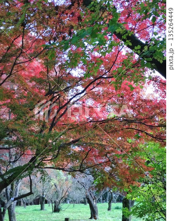 赤と緑のモミジ 赤と緑のモミジ 135264449
