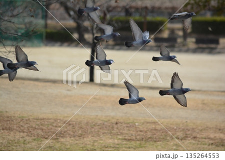羽ばたく鳩の群れ 135264553