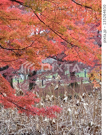 蓮池を覆うモミジ① 蓮池を覆うモミジ① 135264650