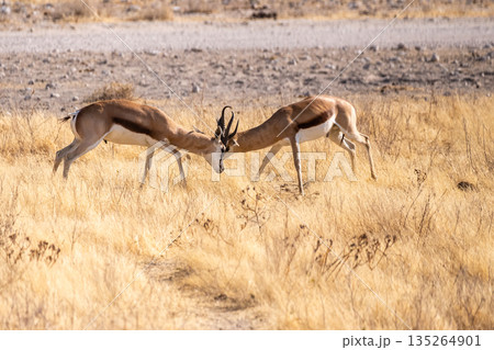 Two fighting impalas Two fighting impalas 135264901