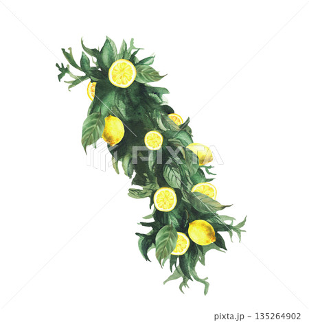 Lemons tree branch with green leaves and yellow citrus whole fruit and slices. Watercolor Realistic hand drawn botanical illustration for birthday, wedding decor, cosmetic. Isolated from background Lemons tree branch with green leaves and yellow citrus whole fruit and slices. Watercolor Realistic hand drawn botanical illustration for birthday, wedding decor, cosmetic. Isolated from background 135264902
