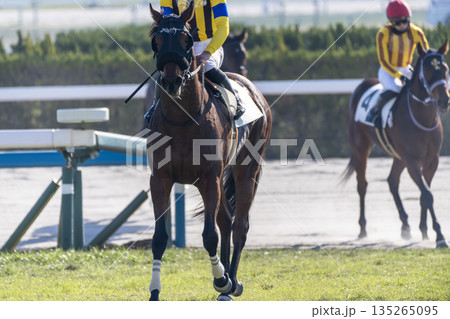 競馬場の風景 レース後の馬 京都府京都市 競馬場の風景 レース後の馬 京都府京都市 135265095