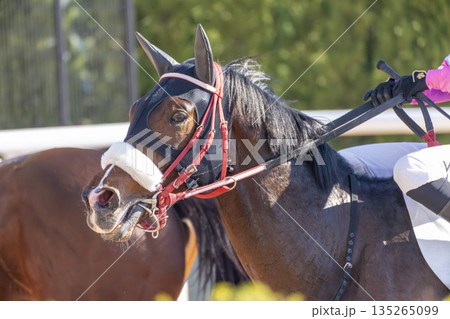 競馬場の風景　レース後の馬　京都府京都市 135265099