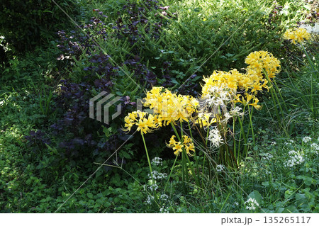 秋10月野原の中に咲く黄色いリコリスの花 135265117