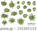 筆で描いたふきのとう　カラー 135265119