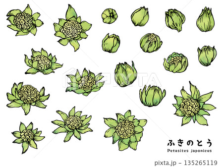 筆で描いたふきのとう カラー 筆で描いたふきのとう カラー 135265119