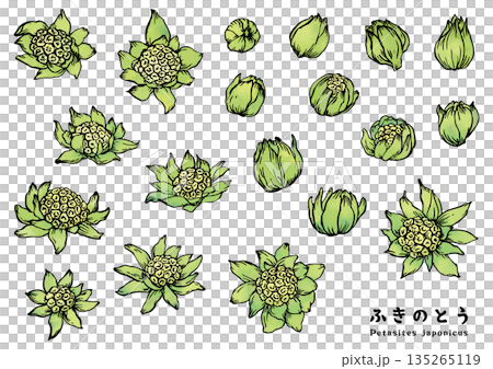 Butterbur painted with a brush - Color 135265119