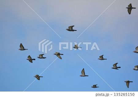 羽ばたく鳩の群れ 135265150