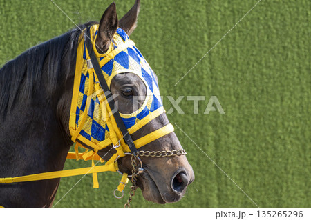 競馬場の風景　本馬場入場する馬　京都府京都市 135265296