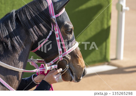 競馬場の風景　本馬場入場する馬　京都府京都市 135265298