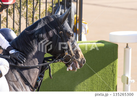 競馬場の風景　本馬場入場する馬　京都府京都市 135265300