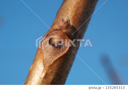 柿の木の葉痕（葉の落ちた跡）と冬芽　葉痕は「顔」に見える 135265313
