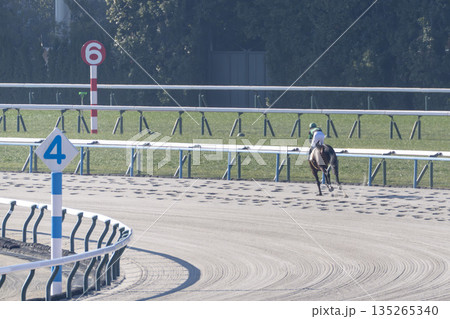 競馬場の風景　馬場入り後の馬　京都府京都市 135265340
