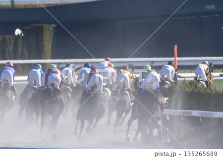 競馬場の風景　直線を走る馬　京都府京都市 135265689
