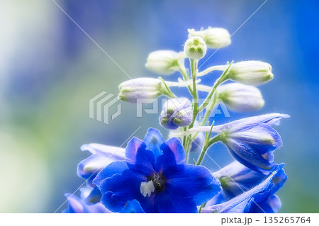 青いデルフィニウムの花 青いデルフィニウムの花 135265764
