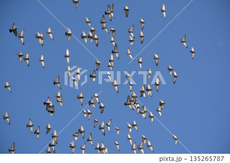 羽ばたく鳩の群れ 羽ばたく鳩の群れ 135265787