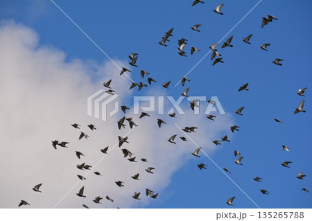 羽ばたく鳩の群れ 135265788