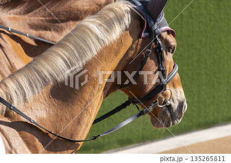 競馬場の風景 誘導馬の顔 京都府京都市 競馬場の風景 誘導馬の顔 京都府京都市 135265811