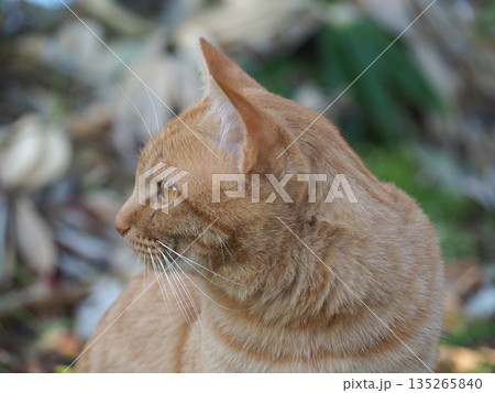 見つめる猫 135265840