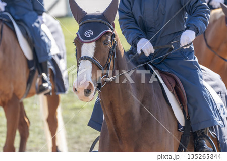 競馬場の風景 誘導馬の顔 京都府京都市 競馬場の風景 誘導馬の顔 京都府京都市 135265844