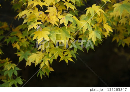 大原の国道477号線沿いの紅葉 大原の国道477号線沿いの紅葉 135265847