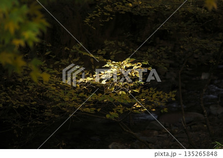 暗い森の中の紅葉 暗い森の中の紅葉 135265848