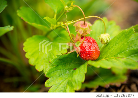 Fresh organic strawberry fruit with natural green leaves Fresh organic strawberry fruit with natural green leaves 135265877