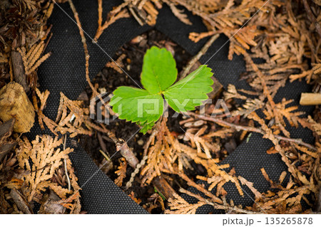 Young strawberry seedling growing through garden soil mulch 135265878