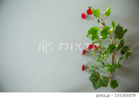 Small red rose buds on bright gray background 135265879