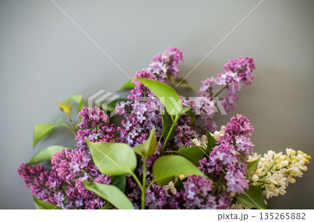 Blooming white and purple lilacs isolated on a gray background Blooming white and purple lilacs isolated on a gray background 135265882