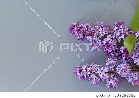 Spring lilac with leaves on a gray background with copy space 135265883