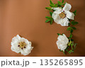 White peony close up on brown background from above 135265895