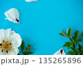 White large tree-like peony flower on a blue background. Top view. 135265896