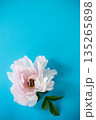 Single large peony flower in pastel colors from above 135265898