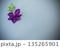 Minimalistic top view of purple clematis for design 135265901