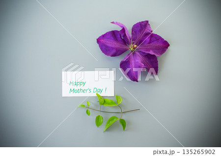 Close-up of purple clematis on light background 135265902